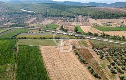 Milas Yaka Köyü Satılık Tarla