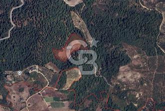 CB BLACK'TEN İZNİK ÇAMDİBİ ÇOK DEĞERLİ 14.111m2 TARLA - 1 - 330683