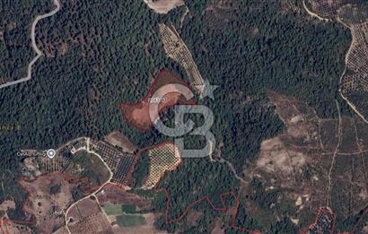 CB BLACK'TEN İZNİK ÇAMDİBİ ÇOK DEĞERLİ 14.111m2 TARLA