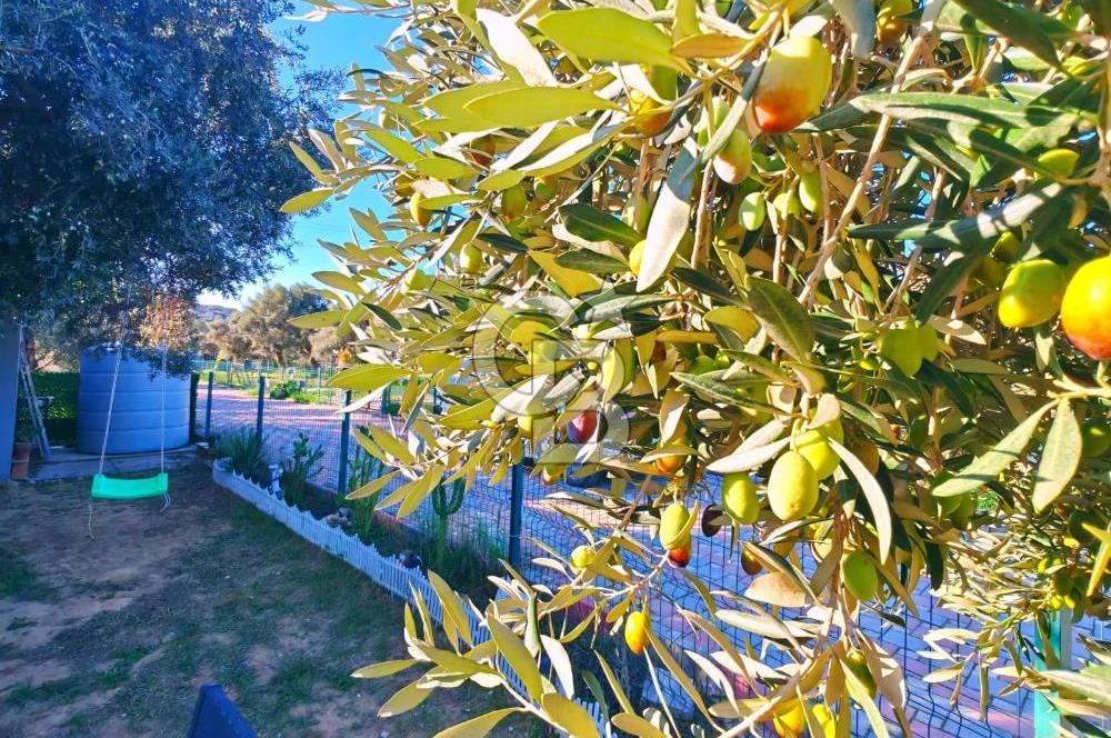 TORBALI ÇAKIRBEYLİ'DE İÇİNDE EV OLAN SİTE İÇİ FIRSAT ZEYTİNLİK