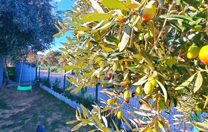 TORBALI ÇAKIRBEYLİ'DE İÇİNDE EV OLAN SİTE İÇİ FIRSAT ZEYTİNLİK