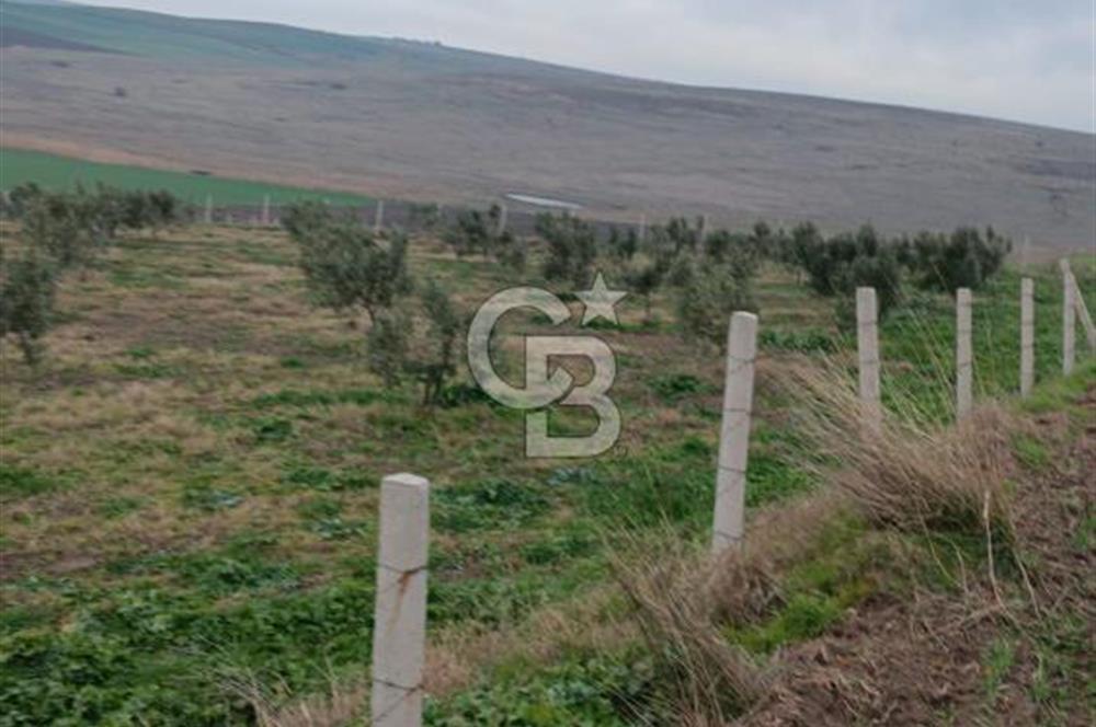 CB Leader'dan Bandırma Orhaniye'de satılık zeytinlik
