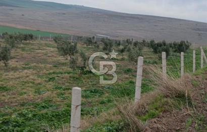 CB Leader'dan Bandırma Orhaniye'de satılık zeytinlik