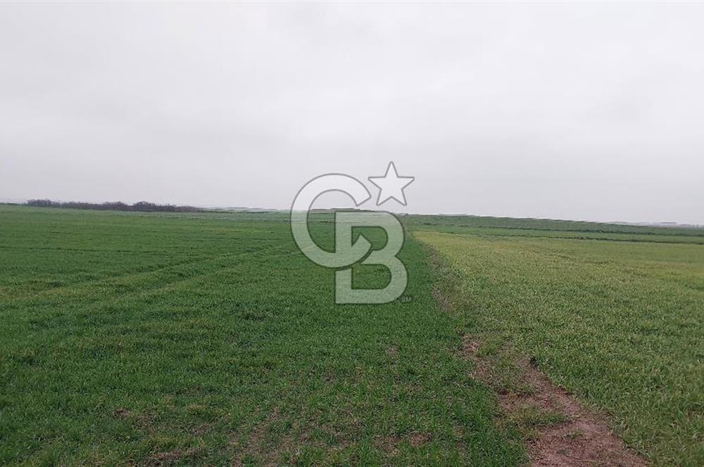 Tekirdağ Çorlu Türkgücü'de Satılık 20.650 m2 Tek Tapu Tarla