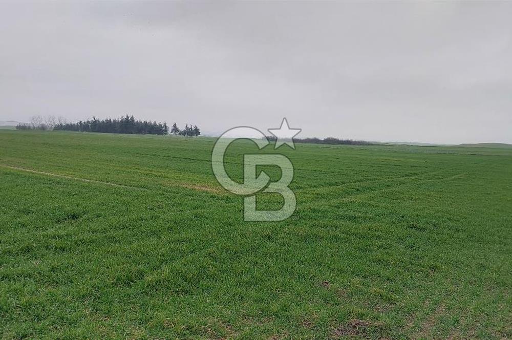 Tekirdağ Çorlu Türkgücü'de Satılık 20.650 m2 Tek Tapu Tarla