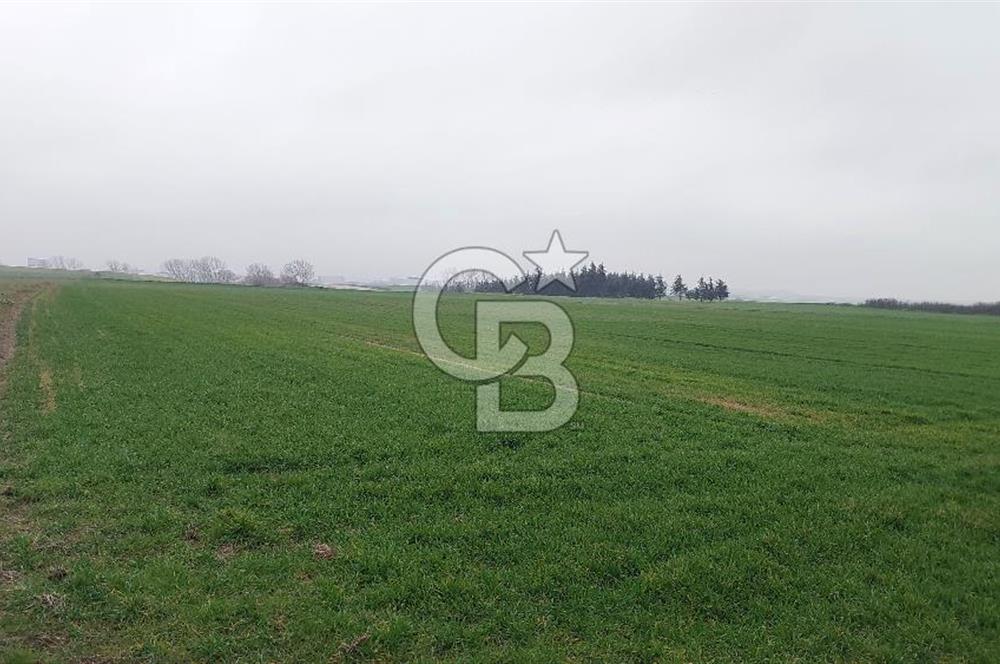 Tekirdağ Çorlu Türkgücü'de Satılık 20.650 m2 Tek Tapu Tarla