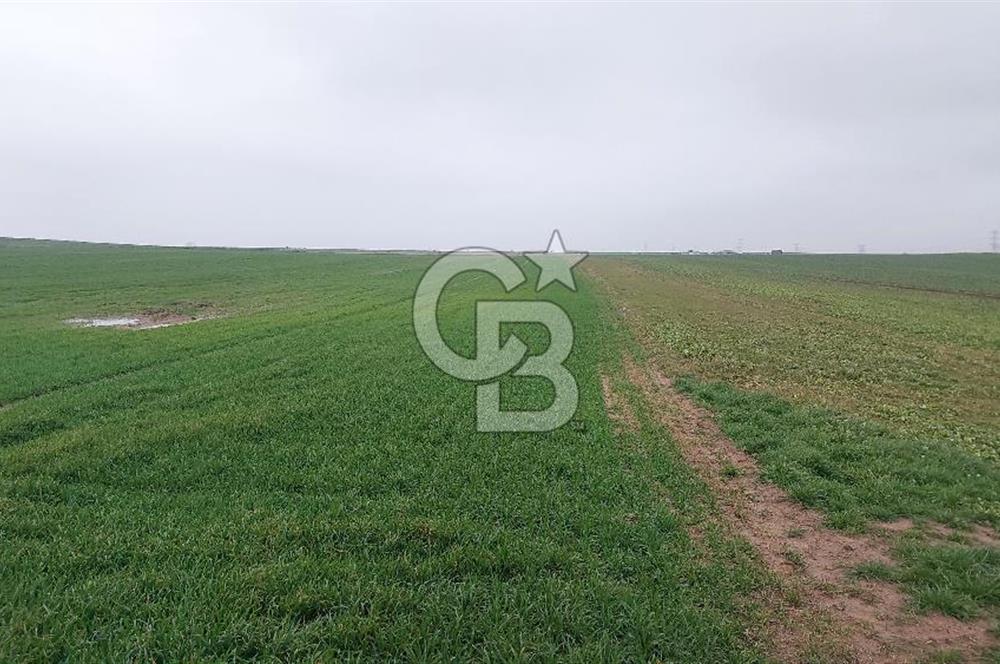 Tekirdağ Çorlu Türkgücü'de Satılık 20.650 m2 Tek Tapu Tarla