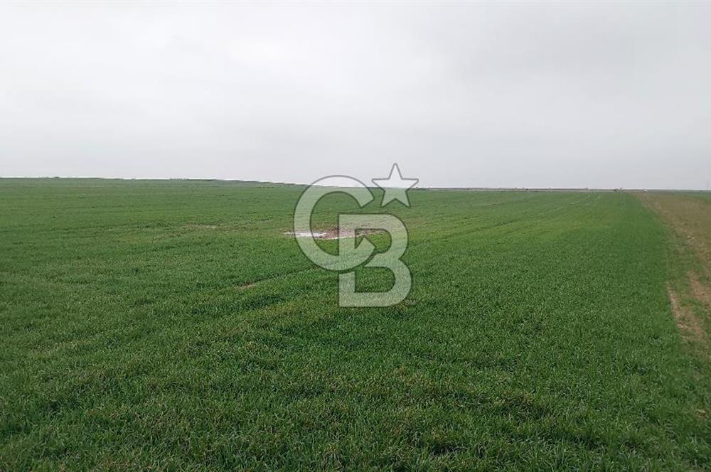 Tekirdağ Çorlu Türkgücü'de Satılık 20.650 m2 Tek Tapu Tarla