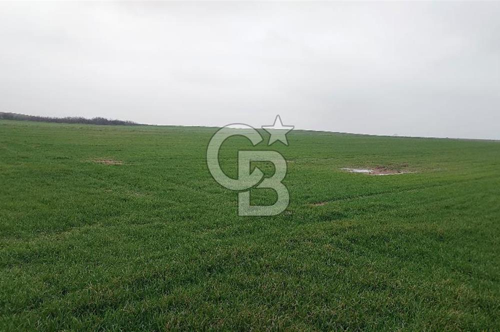Tekirdağ Çorlu Türkgücü'de Satılık 20.650 m2 Tek Tapu Tarla