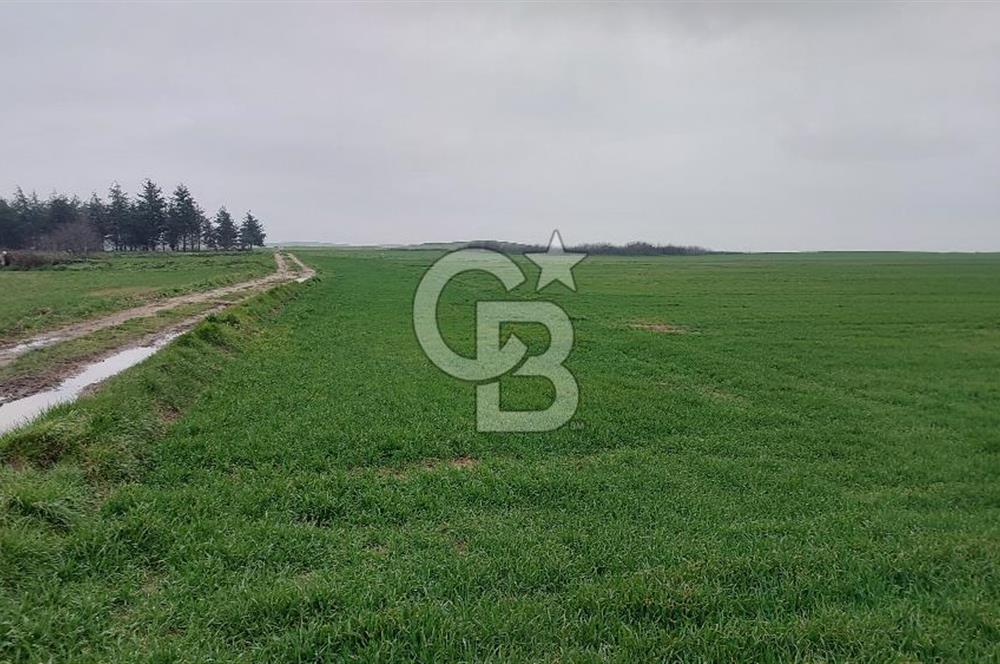 Tekirdağ Çorlu Türkgücü'de Satılık 20.650 m2 Tek Tapu Tarla