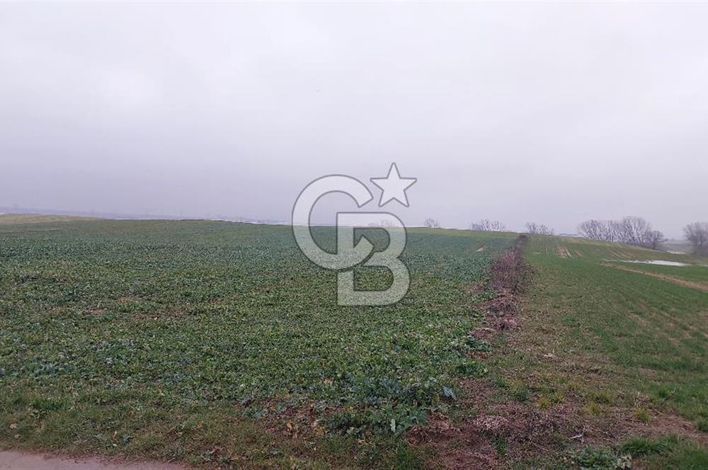 Tekirdağ Çorlu Türkgücü'de Satılık 20.650 m2 Tek Tapu Tarla