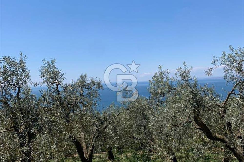 CB LEADER'DAN EDİNCİK'TE DENİZ MANZARALI SATILIK ZEYTİNLİK