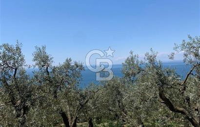 CB LEADER'DAN EDİNCİK'TE DENİZ MANZARALI SATILIK ZEYTİNLİK
