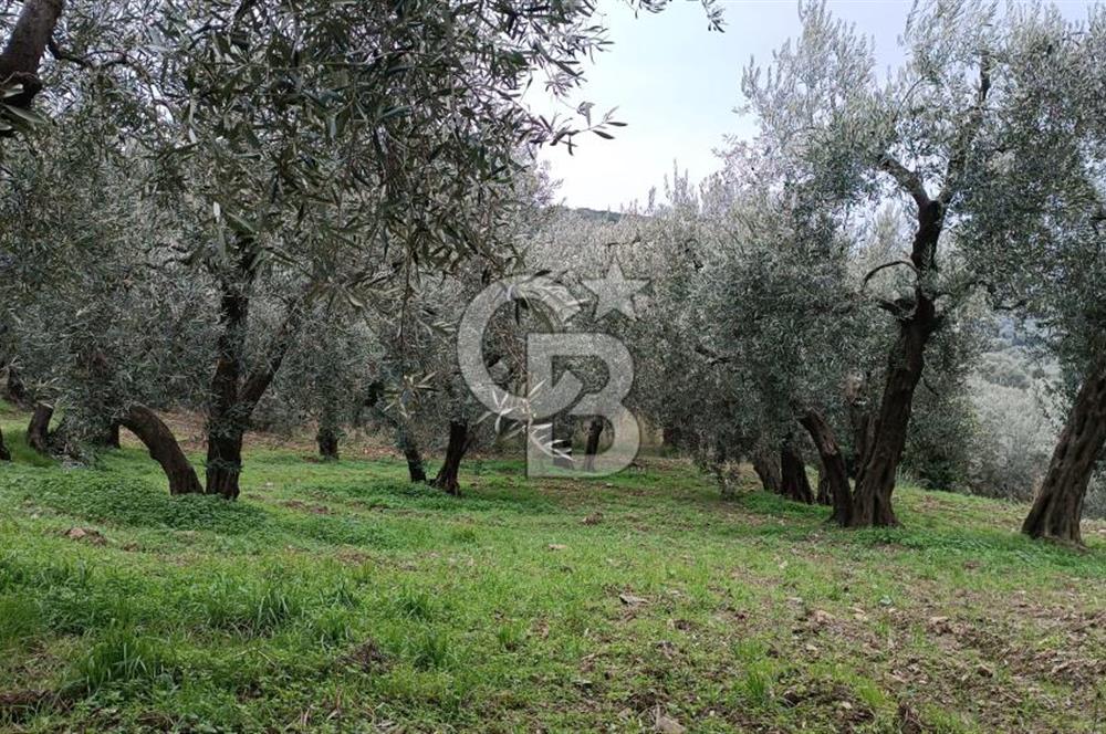 CB LEADER'DAN EDİNCİK'TE DENİZ MANZARALI SATILIK ZEYTİNLİK