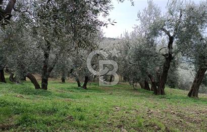 CB LEADER'DAN EDİNCİK'TE DENİZ MANZARALI SATILIK ZEYTİNLİK