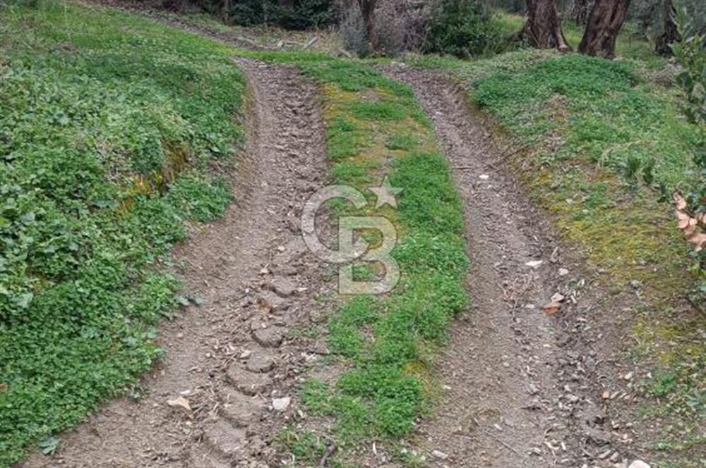 CB LEADER'DAN EDİNCİK'TE DENİZ MANZARALI SATILIK ZEYTİNLİK