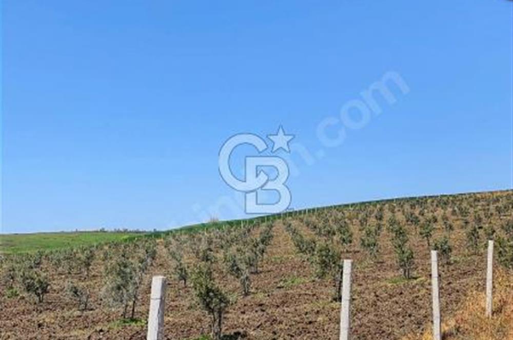 CB Leader'dan Bandırma Orhaniye'de satılık zeytinlik