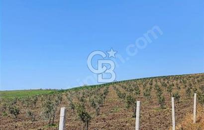 CB Leader'dan Bandırma Orhaniye'de satılık zeytinlik