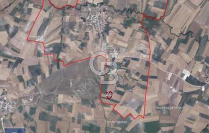 CB Leader'dan Bandırma Orhaniye'de satılık zeytinlik