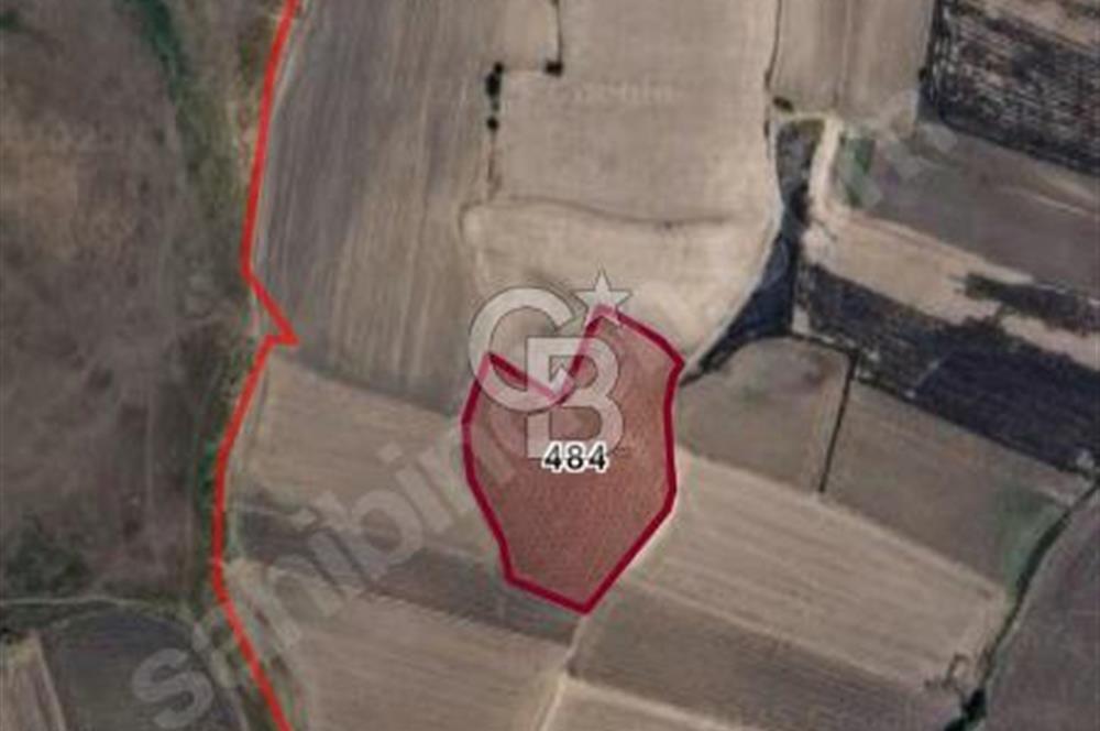 CB Leader'dan Bandırma Orhaniye'de satılık zeytinlik