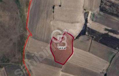 CB Leader'dan Bandırma Orhaniye'de satılık zeytinlik