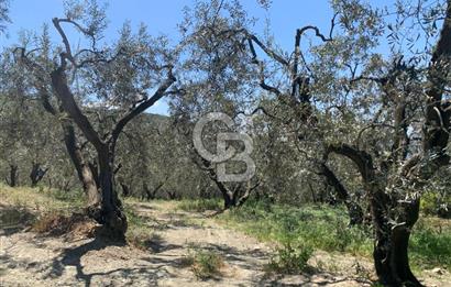 CB LEADER'DAN EDİNCİK'TE DENİZ MANZARALI SATILIK ZEYTİNLİK