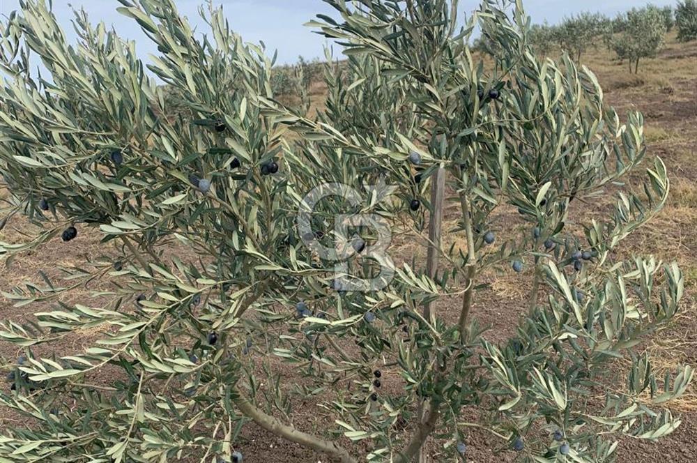 CB Leader'dan Bandırma Orhaniye'de satılık zeytinlik