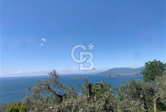 CB LEADER'DAN EDİNCİK'TE DENİZ MANZARALI SATILIK ZEYTİNLİK - 1 - 330749