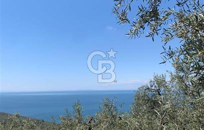 CB LEADER'DAN EDİNCİK'TE DENİZ MANZARALI SATILIK ZEYTİNLİK