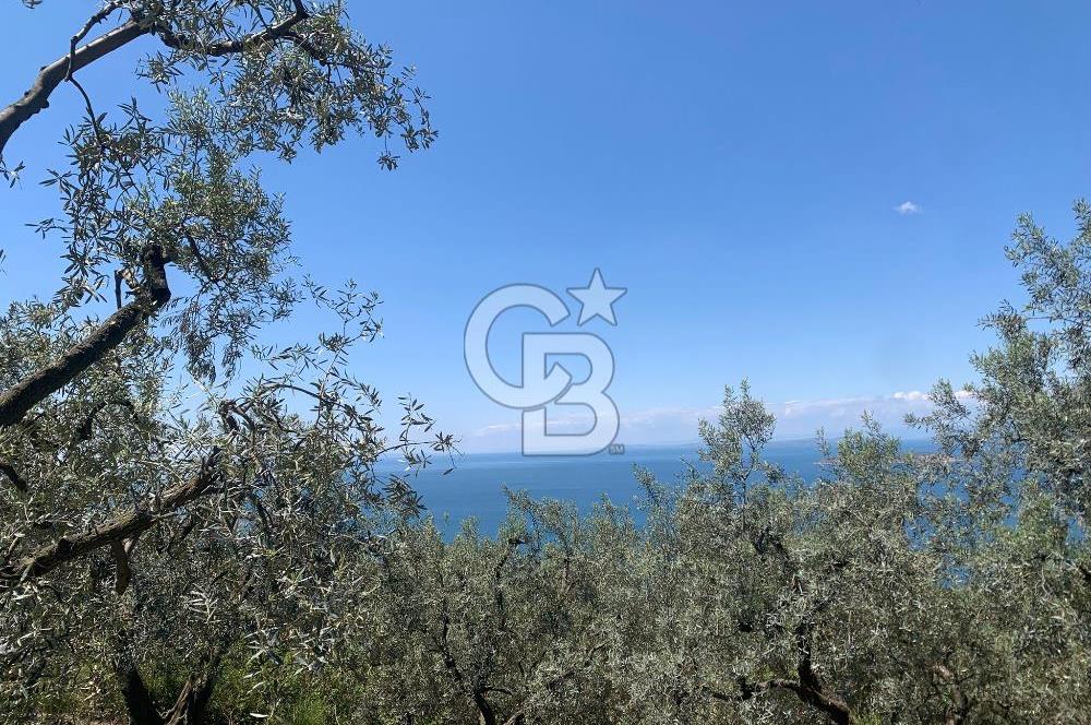 CB LEADER'DAN EDİNCİK'TE DENİZ MANZARALI SATILIK ZEYTİNLİK