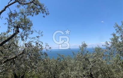 CB LEADER'DAN EDİNCİK'TE DENİZ MANZARALI SATILIK ZEYTİNLİK