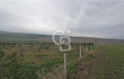 CB Leader'dan Bandırma Orhaniye'de satılık zeytinlik