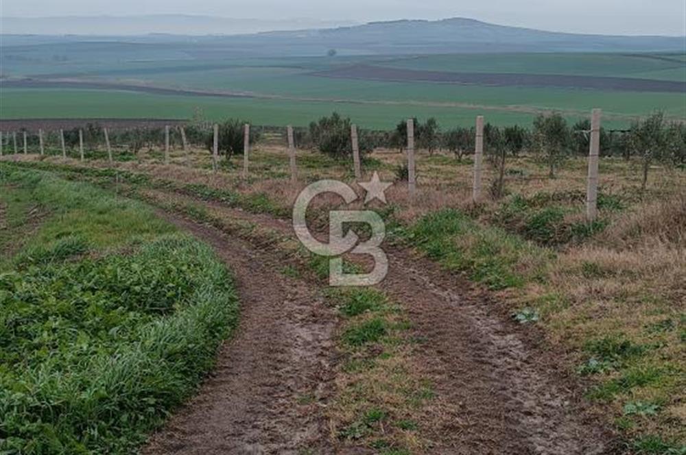 CB Leader'dan Bandırma Orhaniye'de satılık zeytinlik