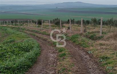 CB Leader'dan Bandırma Orhaniye'de satılık zeytinlik