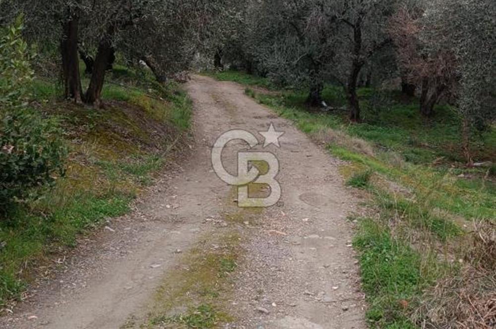 CB LEADER'DAN EDİNCİK'TE DENİZ MANZARALI SATILIK ZEYTİNLİK