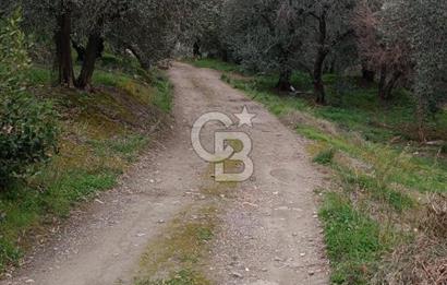 CB LEADER'DAN EDİNCİK'TE DENİZ MANZARALI SATILIK ZEYTİNLİK