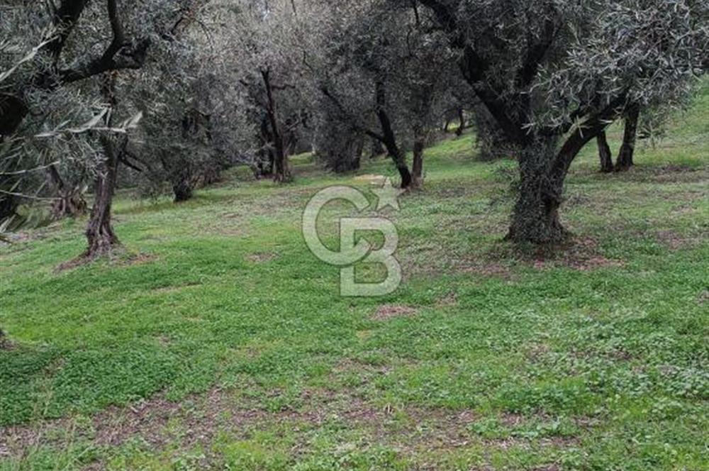 CB LEADER'DAN EDİNCİK'TE DENİZ MANZARALI SATILIK ZEYTİNLİK