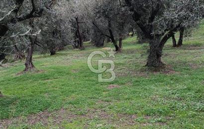 CB LEADER'DAN EDİNCİK'TE DENİZ MANZARALI SATILIK ZEYTİNLİK