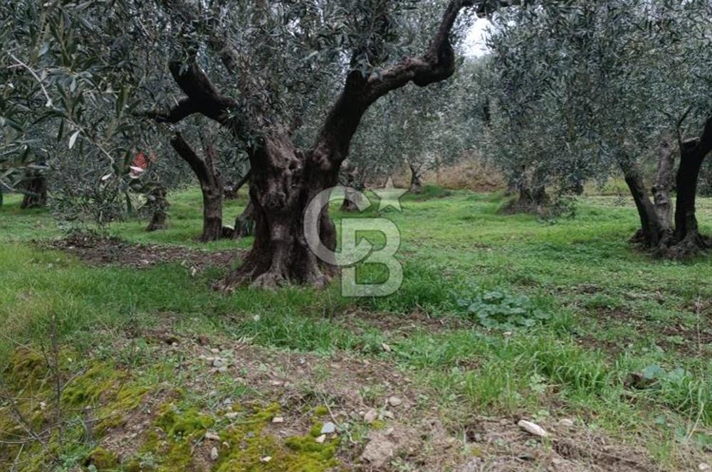 CB LEADER'DAN EDİNCİK'TE DENİZ MANZARALI SATILIK ZEYTİNLİK