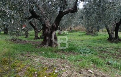 CB LEADER'DAN EDİNCİK'TE DENİZ MANZARALI SATILIK ZEYTİNLİK