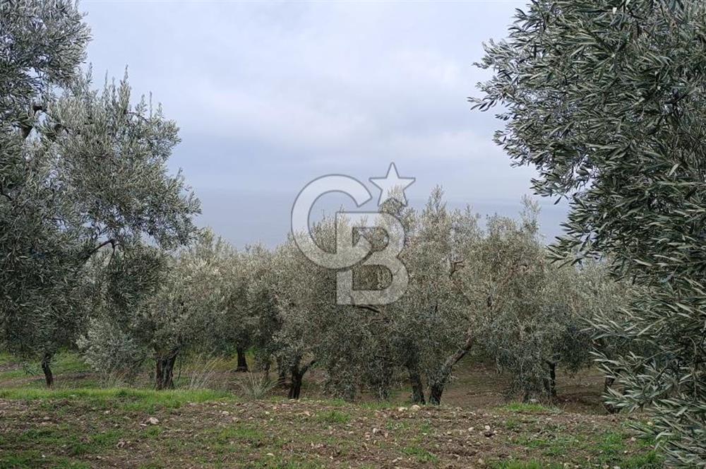 CB LEADER'DAN EDİNCİK'TE DENİZ MANZARALI SATILIK ZEYTİNLİK
