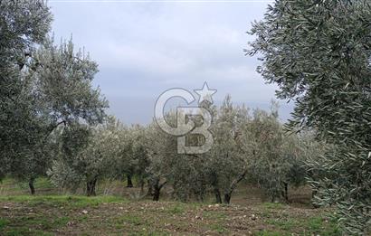 CB LEADER'DAN EDİNCİK'TE DENİZ MANZARALI SATILIK ZEYTİNLİK