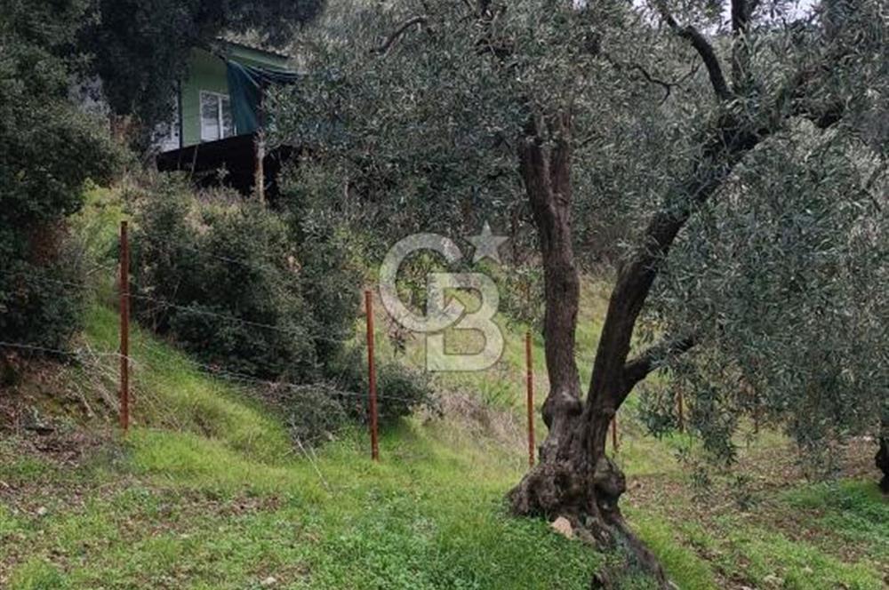 CB LEADER'DAN EDİNCİK'TE DENİZ MANZARALI SATILIK ZEYTİNLİK