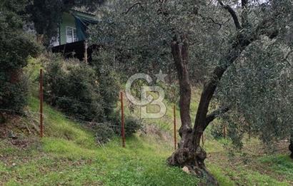 CB LEADER'DAN EDİNCİK'TE DENİZ MANZARALI SATILIK ZEYTİNLİK