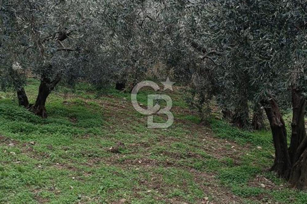 CB LEADER'DAN EDİNCİK'TE DENİZ MANZARALI SATILIK ZEYTİNLİK