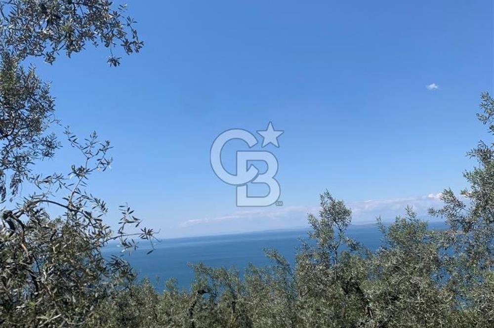 CB LEADER'DAN EDİNCİK'TE DENİZ MANZARALI SATILIK ZEYTİNLİK