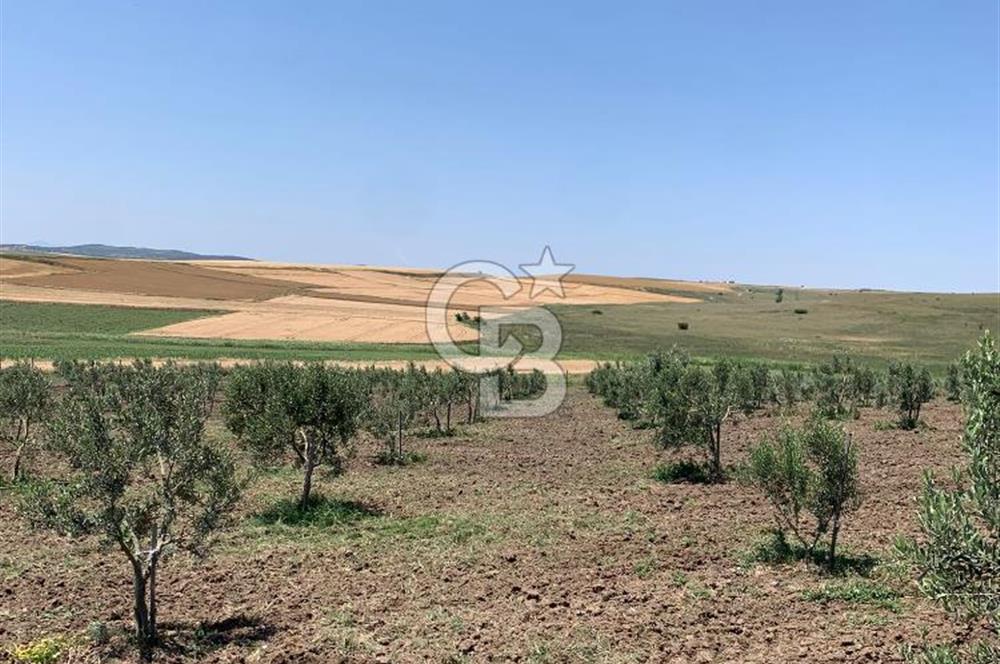 CB Leader'dan Bandırma Orhaniye'de satılık zeytinlik