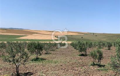 CB Leader'dan Bandırma Orhaniye'de satılık zeytinlik