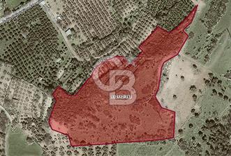 MUSELAND - FOÇA KOZBEYLİ'DE HİSSE TAPULU SATILIK TARLA - 2 - 330786