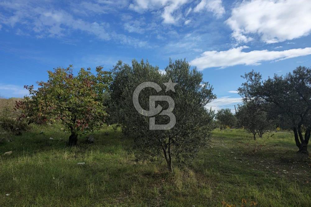 GAZİEMİR SEVGİ MAHALLESİNDE 500M2 TARLA